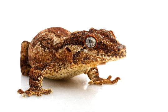 Gargoyle Gecko