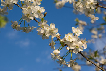 cherry flowers