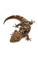 Naklejka premium Bibron¡¯s Gecko