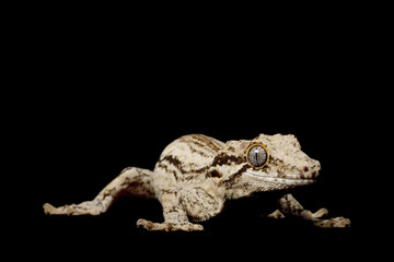 Gargoyle Gecko
