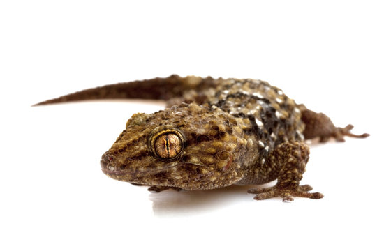 Bibron&iexcl;&macr;s Gecko