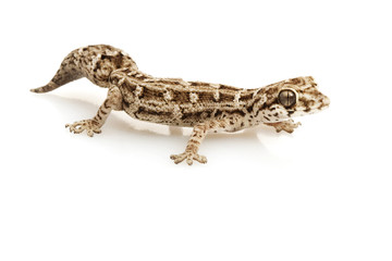Viper Gecko