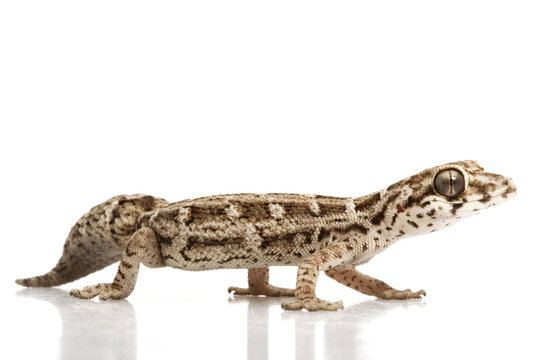 Viper Gecko