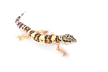 Leopard Gecko