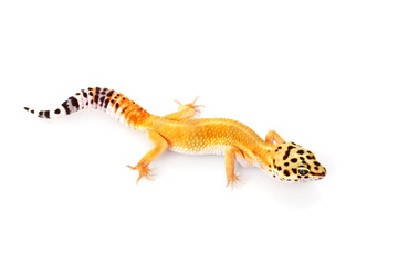 Leopard Gecko