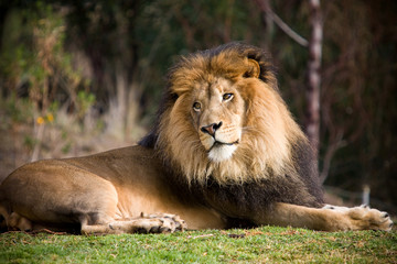 Lion