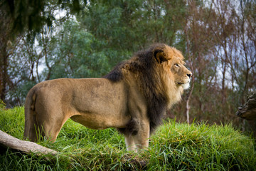 Lion