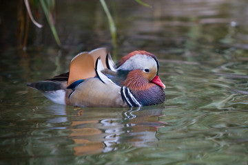 Mandarin duck