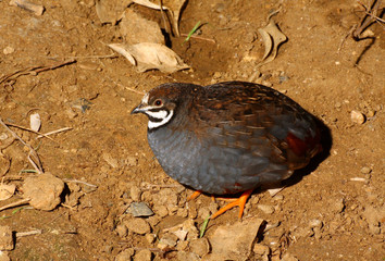 Codorniz china