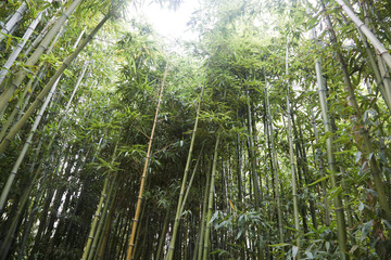 bamboo