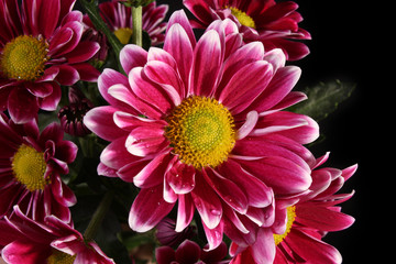 Red flower on black background