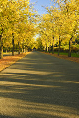 alley in a vineyard, Napa Valley, California