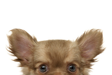 cute little dog looks over a white fond