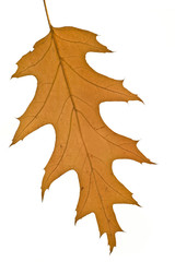 Fall. Yellow maple leaf Isolated
