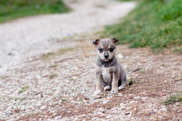 puppy
