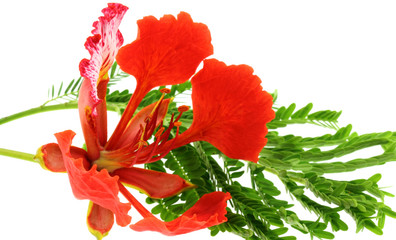 flamboyant tropical, Delonix regia fleur feuille fond blanc