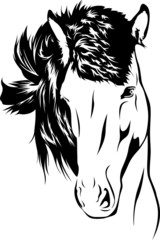 Icelandic Horse - Portrait 02