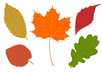Colored autumn leaf silhouettes - vector illustration