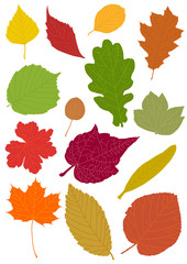 Colored autumn leaf silhouettes - vector illustration