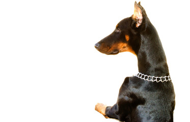 Doberman © Piero Gentili