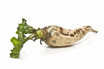 Remolacha azucarera