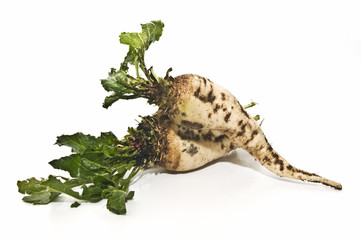 Remolacha azucarera 3