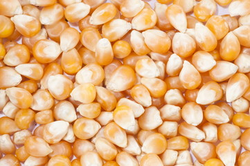 Background - Corn