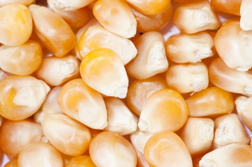Corn