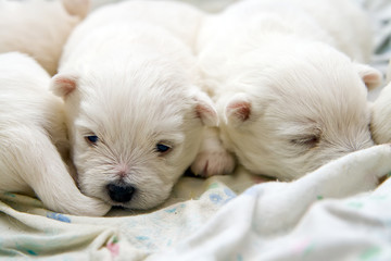 Terrier Puppies
