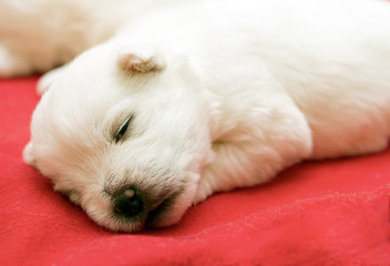 Cute Puppy