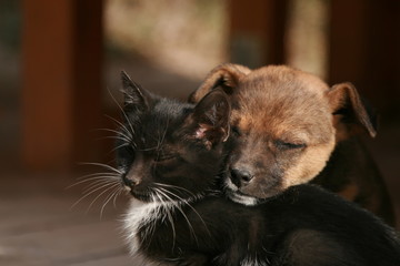Fototapeta premium Kitten and puppy