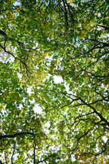 Branches et feuillage