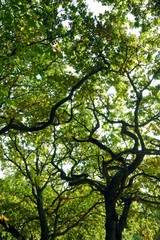 Branches et feuillage