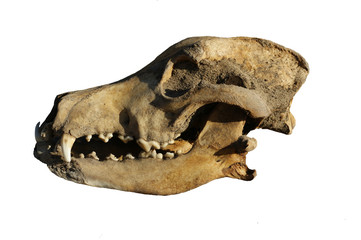 Dog Skull