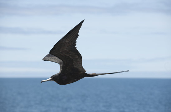 Oiseau en vol, fr&eacute;gate des Gal&aacute;pagos