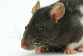rat
