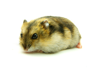 hamster