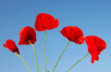 red poppy
