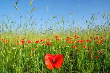 Obraz premium poppies