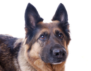 Schäferhundmischling