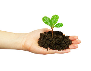 plant in hand