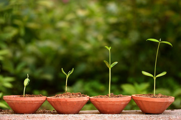 New life-Plant growth