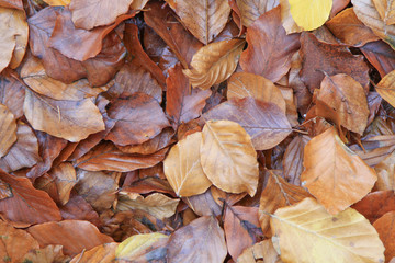 Herbstlaub auf dem Waldboden