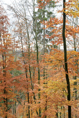 Bunter Wald im Herbst