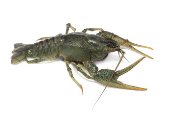 gray, delicious, alive crayfish creepse