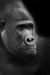 Obraz premium gorilla