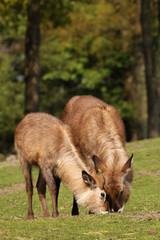 Fototapeta premium Two waterbucks grazing