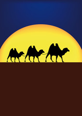 Fototapeta na wymiar camels in night