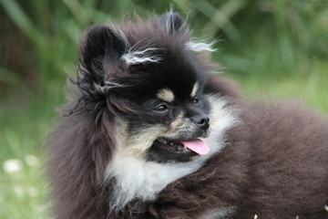 Pomeranian-Welpe