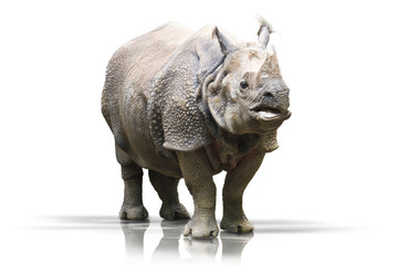 Obraz premium Nashorn wd347